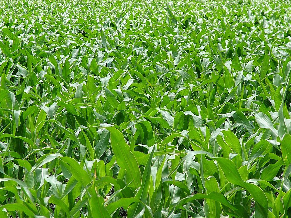 Maize crop growing in a South African field.