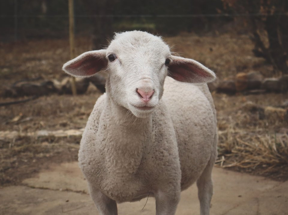 A young sheep on a South African farm.
